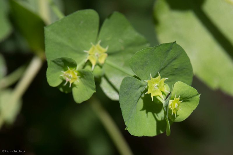 Euphorbia crenulata, photographed by Ken-ichi Ueda