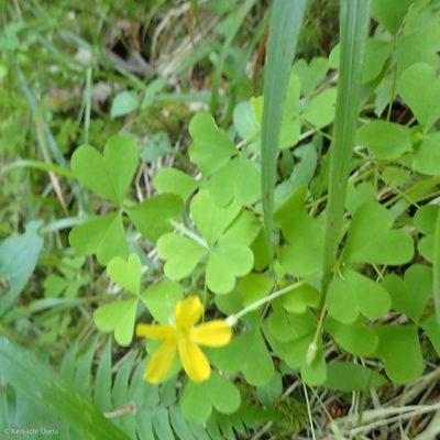 Oxalis suksdorfii, photographed by Ken-ichi Ueda