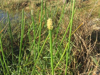 Eleocharis interstincta, photographed by Bonnie Isaac