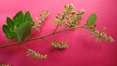 Paullinia trigonia, photographed by russiannaturalistbrazil