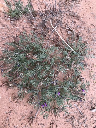 Astragalus monumentalis, photographed by Robbie Hannawacker
