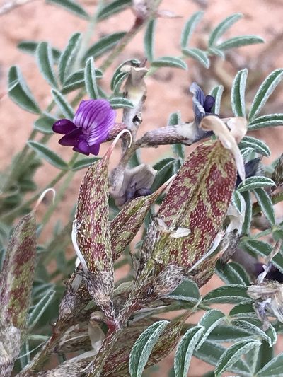 Astragalus monumentalis, photographed by Robbie Hannawacker