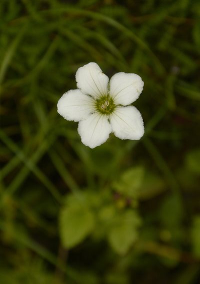 Parnassia nubicola, photographed by Siddarth Machado