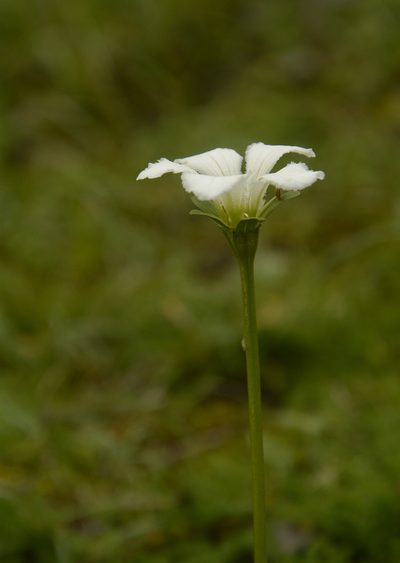 Parnassia nubicola, photographed by Siddarth Machado