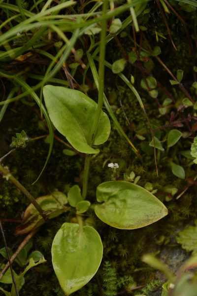 Parnassia nubicola, photographed by Siddarth Machado