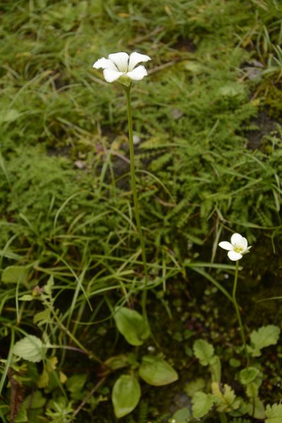 Parnassia nubicola, photographed by Siddarth Machado