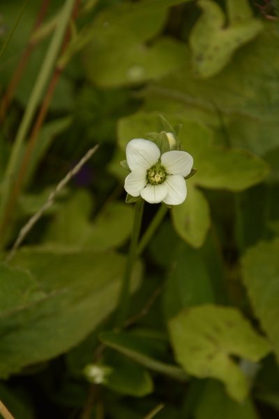 Parnassia nubicola, photographed by Siddarth Machado