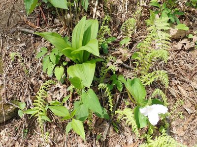 Melanthium parviflorum, photographed by John Brew