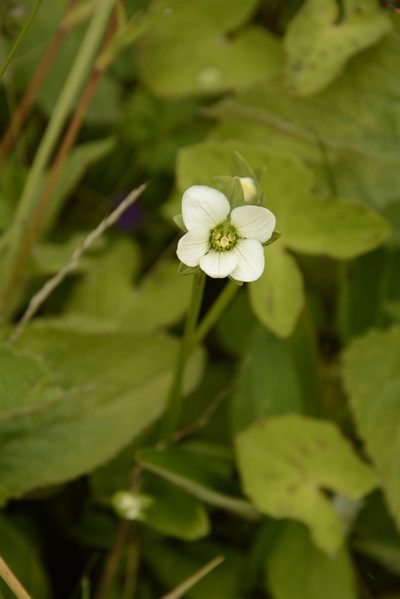 Parnassia nubicola, photographed by Siddarth Machado