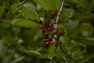 Viburnum erubescens, photographed by Siddarth Machado