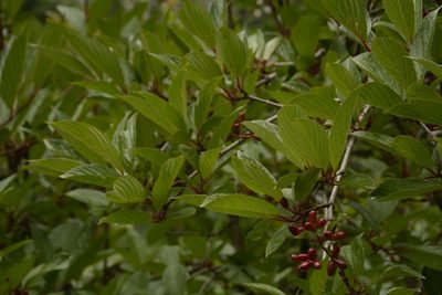 Viburnum erubescens, photographed by Siddarth Machado