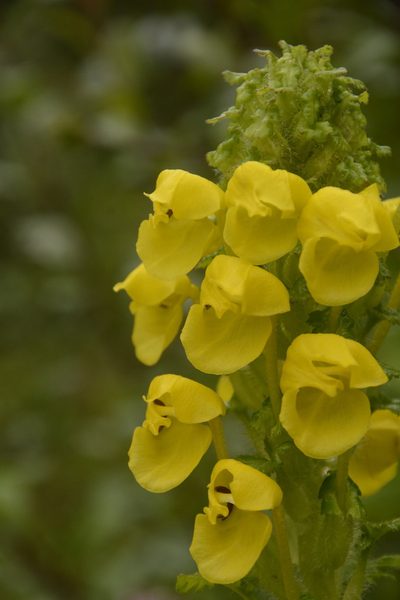 Pedicularis hoffmeisteri, photographed by Siddarth Machado