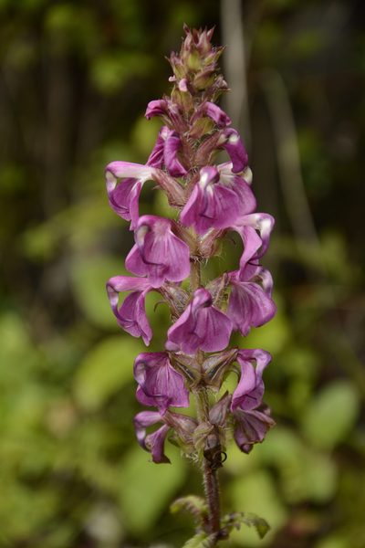 Pedicularis pectinata, photographed by Siddarth Machado