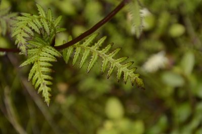 Pedicularis pectinata, photographed by Siddarth Machado