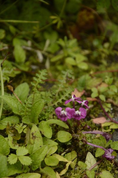 Pedicularis siphonantha, photographed by Siddarth Machado