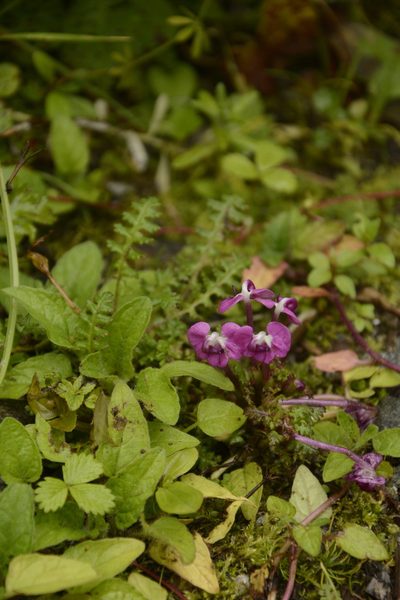 Pedicularis siphonantha, photographed by Siddarth Machado