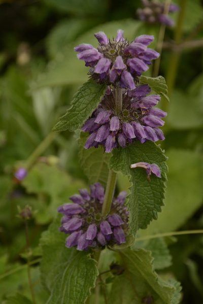 Phlomoides bracteosa, photographed by Siddarth Machado