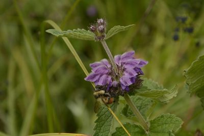 Phlomoides bracteosa, photographed by Siddarth Machado
