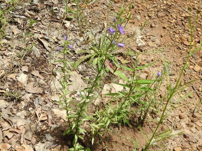 Triodanis leptocarpa, photographed by Sam Kieschnick