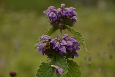 Phlomoides bracteosa, photographed by Siddarth Machado