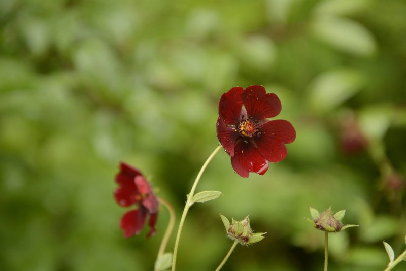 Potentilla atrosanguinea, photographed by Siddarth Machado