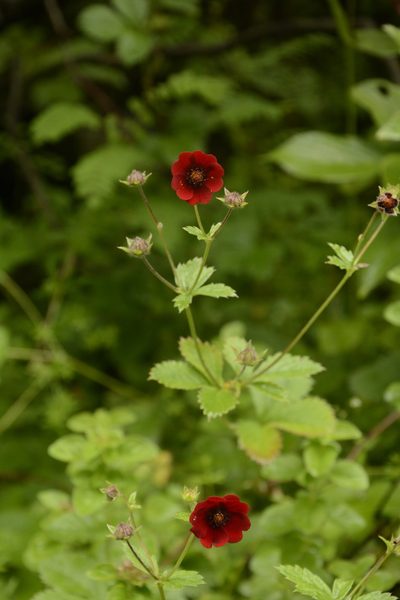Potentilla atrosanguinea, photographed by Siddarth Machado