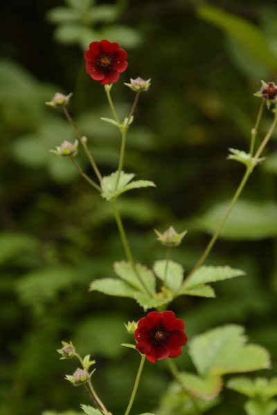 Potentilla atrosanguinea, photographed by Siddarth Machado