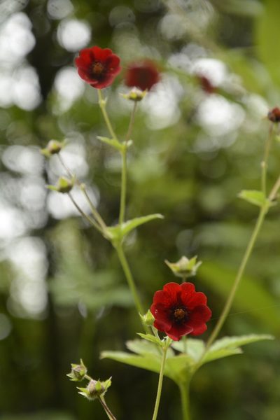 Potentilla atrosanguinea, photographed by Siddarth Machado