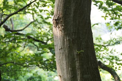 Carpinus tschonoskii, photographed by harum.koh