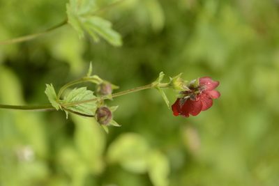 Potentilla atrosanguinea, photographed by Siddarth Machado