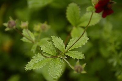 Potentilla atrosanguinea, photographed by Siddarth Machado