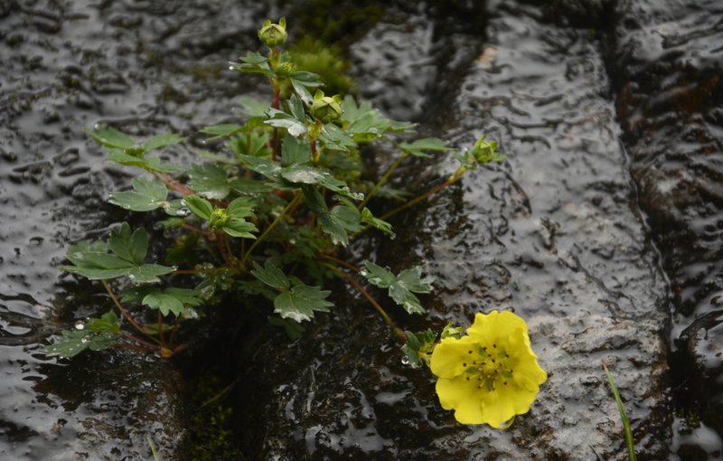 Potentilla eriocarpa, photographed by Siddarth Machado
