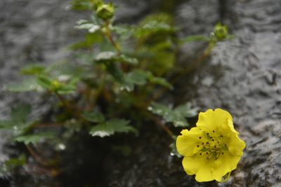 Potentilla eriocarpa, photographed by Siddarth Machado
