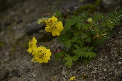 Potentilla eriocarpa, photographed by Siddarth Machado