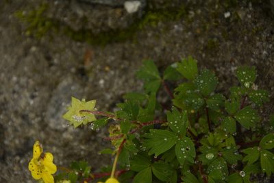 Potentilla eriocarpa, photographed by Siddarth Machado