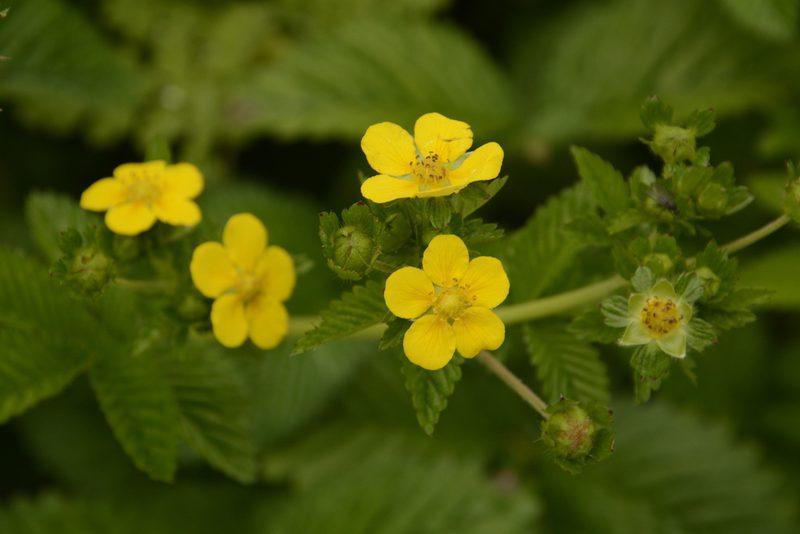 Argentina polyphylla, photographed by Siddarth Machado