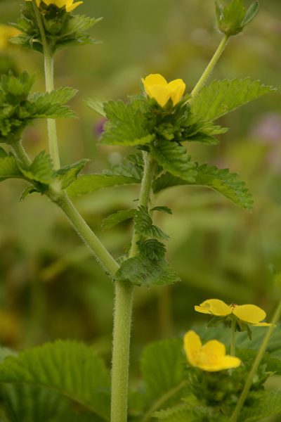 Argentina polyphylla, photographed by Siddarth Machado