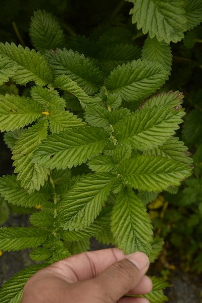 Argentina polyphylla, photographed by Siddarth Machado