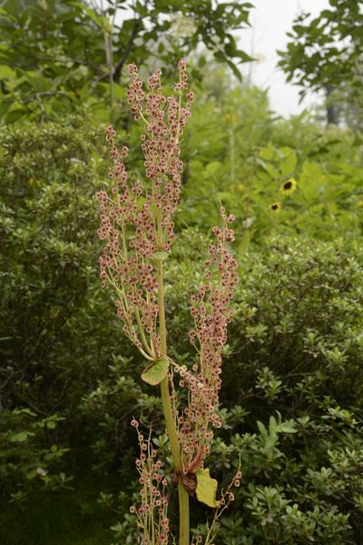 Rheum australe, photographed by Siddarth Machado