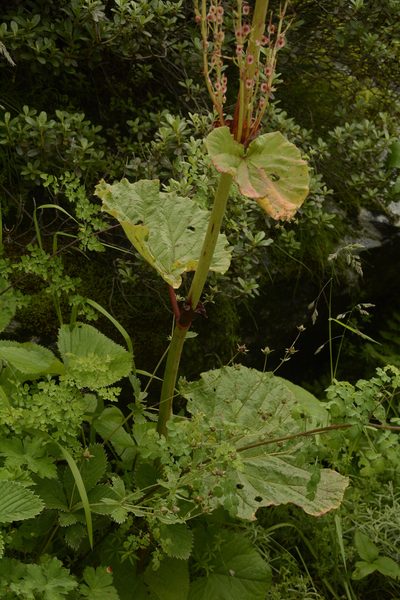 Rheum australe, photographed by Siddarth Machado