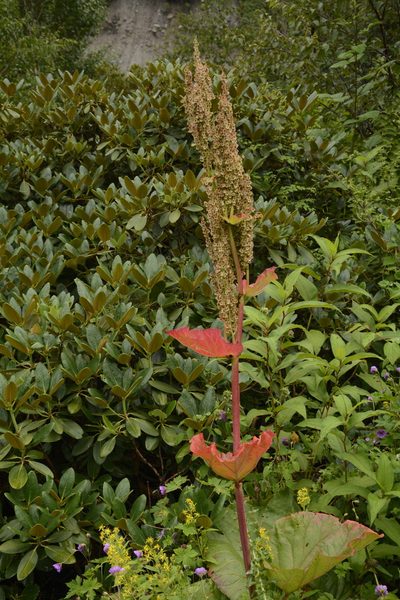 Rheum australe, photographed by Siddarth Machado