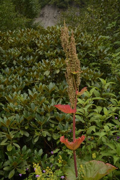 Rheum australe, photographed by Siddarth Machado