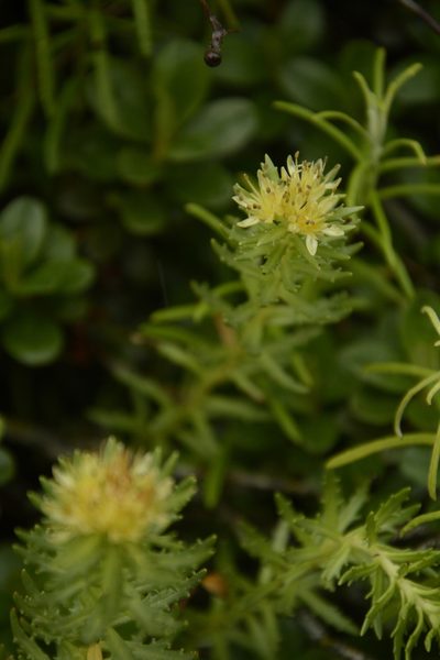 Rhodiola wallichiana, photographed by Siddarth Machado