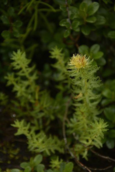 Rhodiola wallichiana, photographed by Siddarth Machado