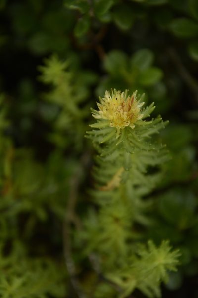 Rhodiola wallichiana, photographed by Siddarth Machado