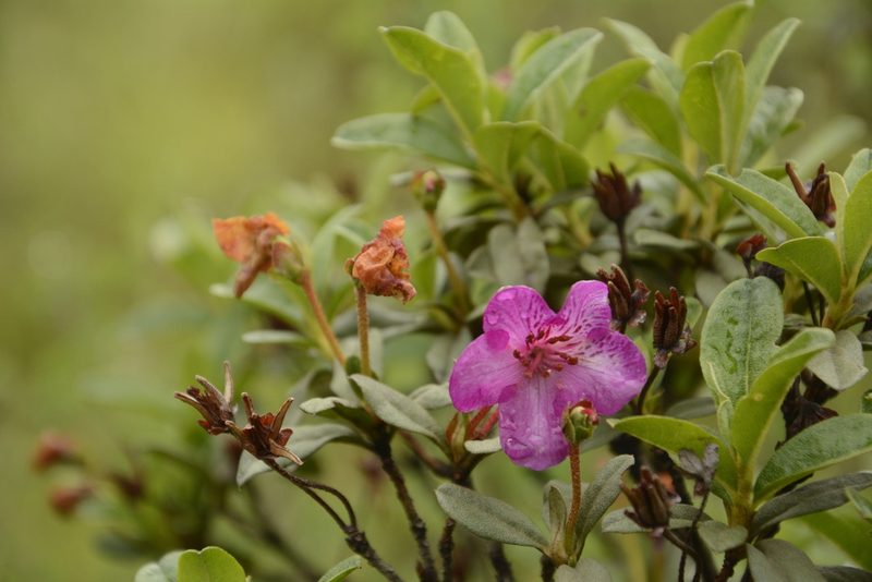 Rhododendron lepidotum, photographed by Siddarth Machado