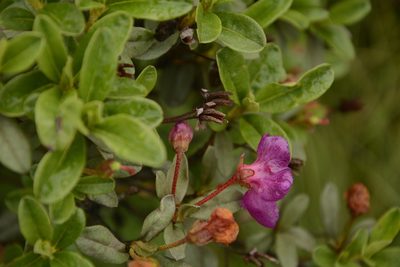 Rhododendron lepidotum, photographed by Siddarth Machado