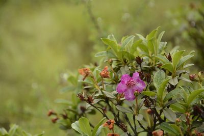 Rhododendron lepidotum, photographed by Siddarth Machado