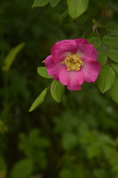 Rosa macrophylla, photographed by Siddarth Machado