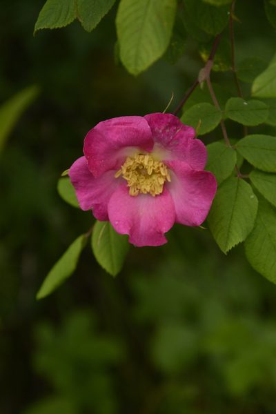 Rosa macrophylla, photographed by Siddarth Machado